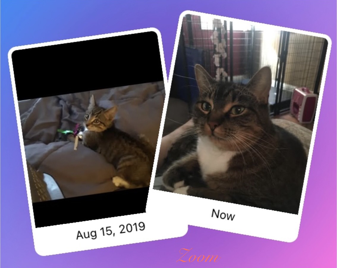 Zoom baby/Adult 