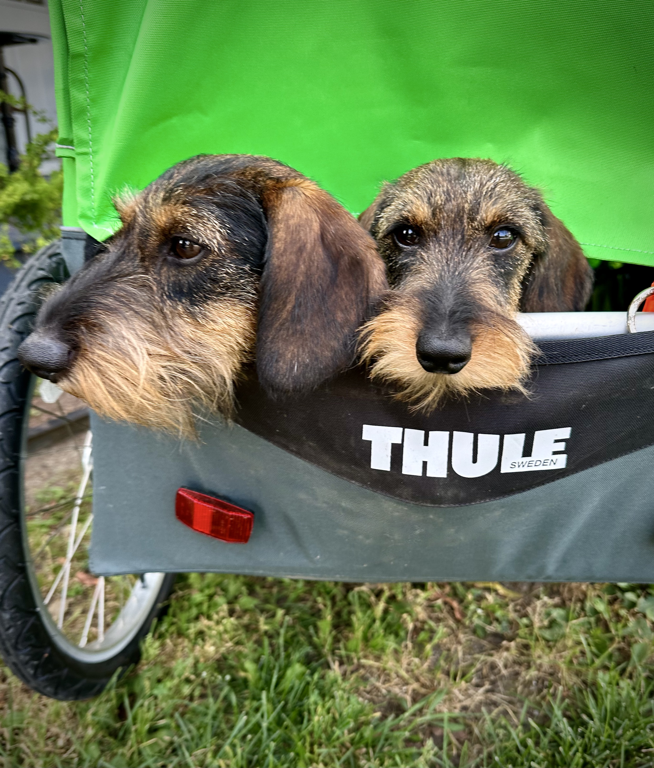 Adorable small dog with black and tan fur lying on a wooden floor indoors.
Adorable small dog with black and tan fur lying on a wooden floor indoors.