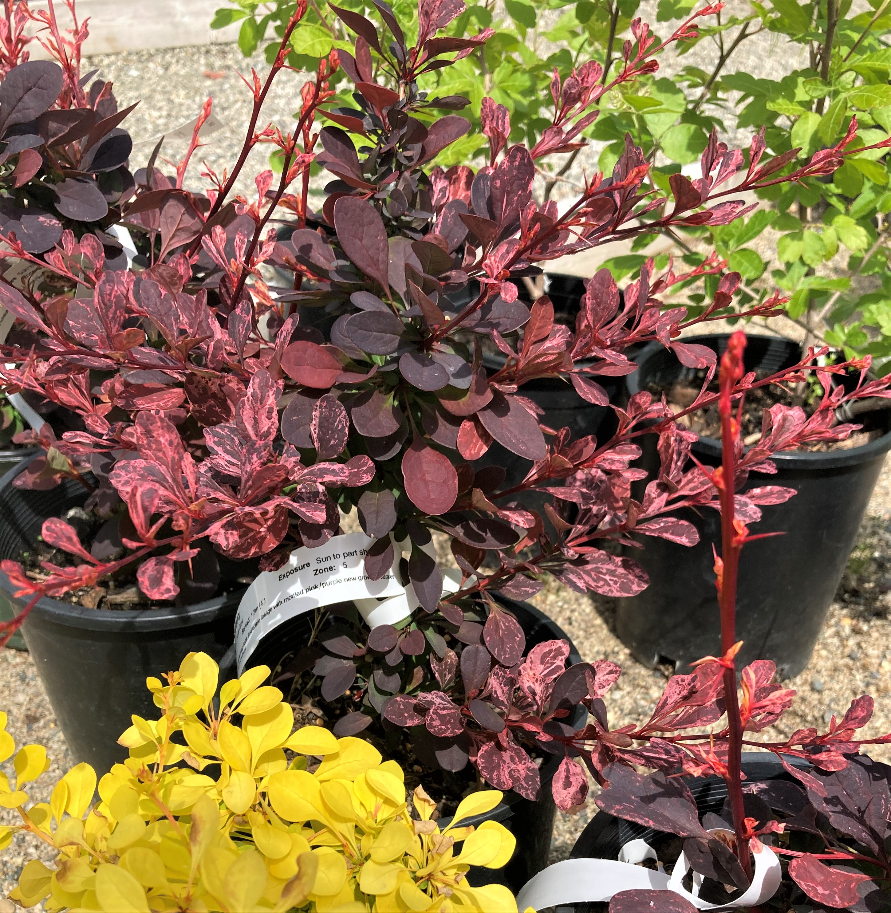 Berberis ~ Barberry