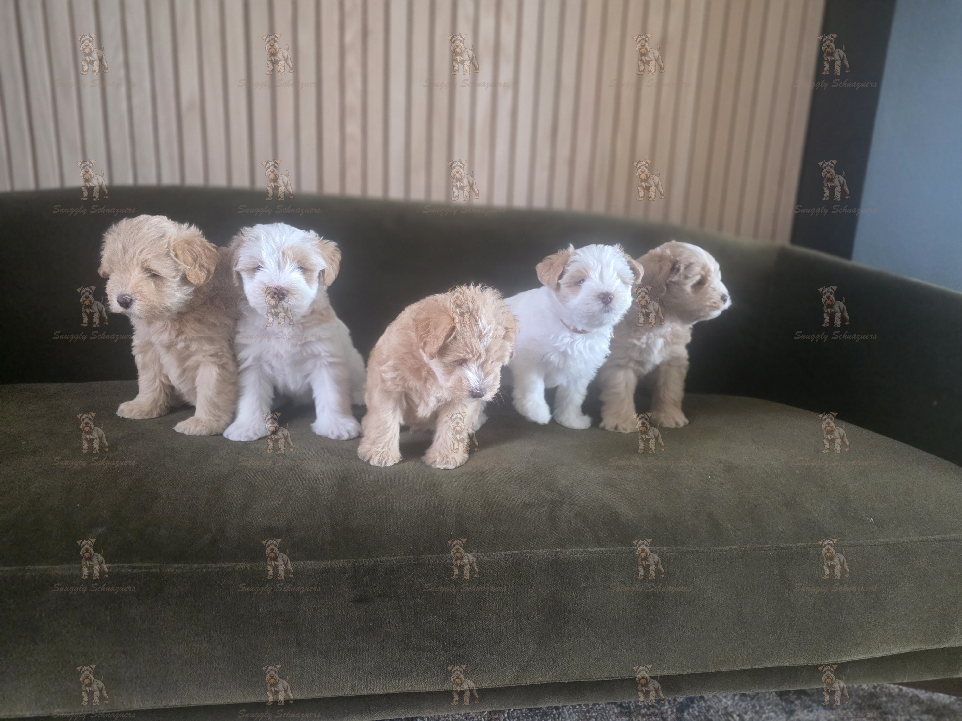Spring Red Wheaten Litter 2026