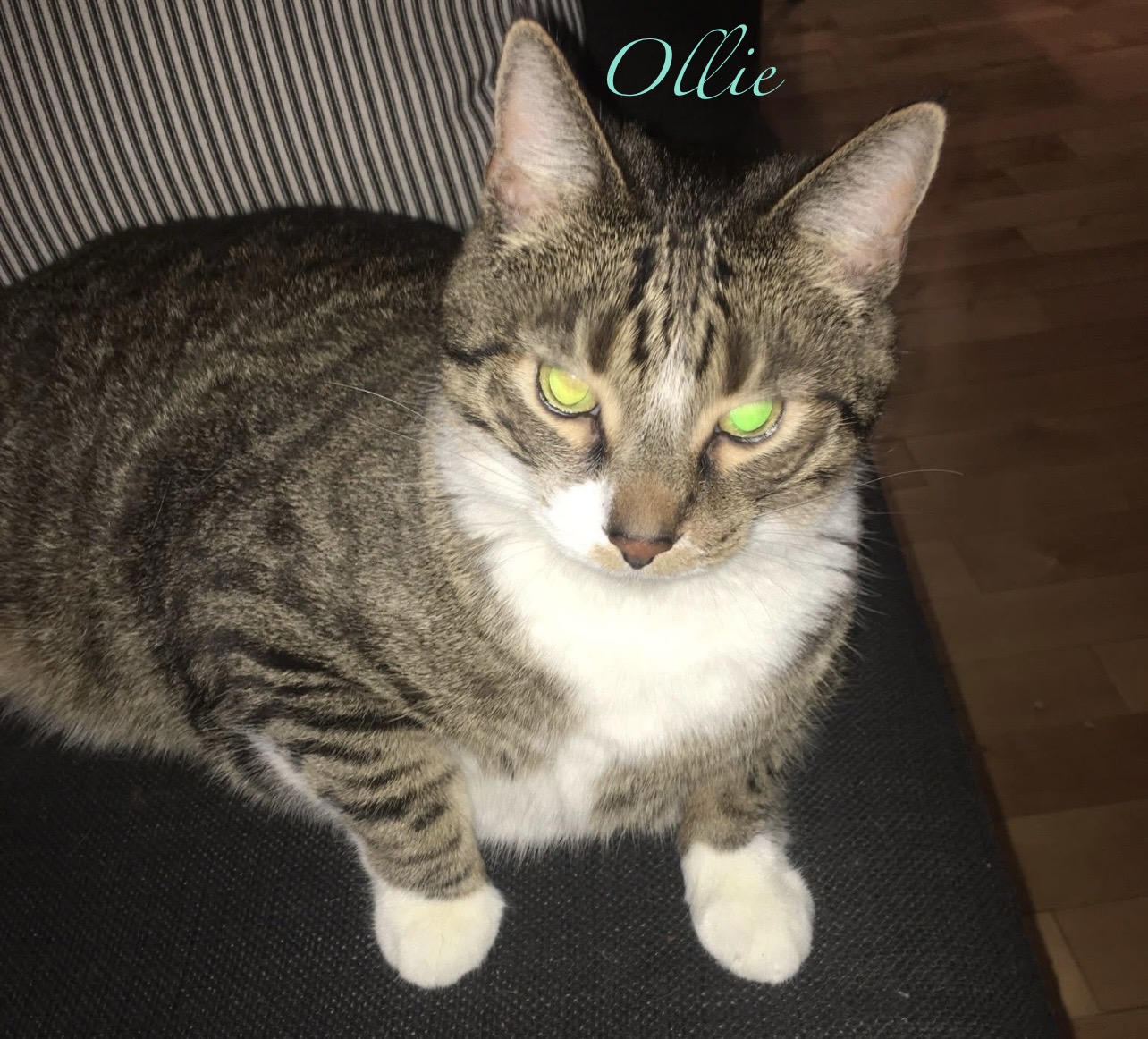Ollie