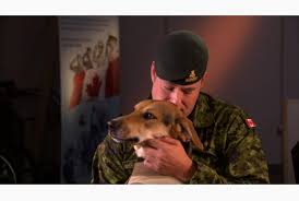 https://0901.nccdn.net/4_2/000/000/038/2d3/ptsd-service-dogs.jpg