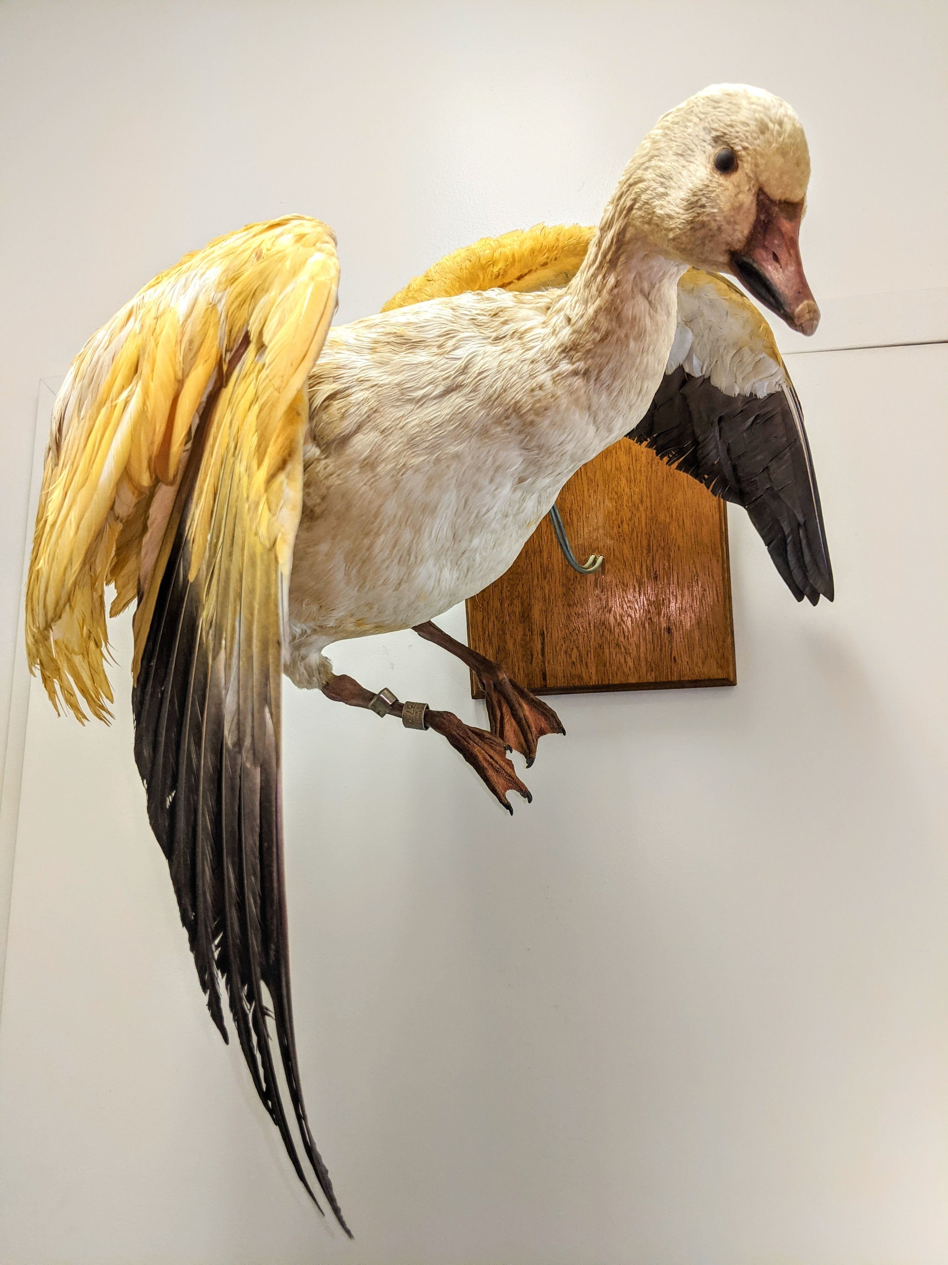 This Saturday is World Migratory Bird Day. As such, we have chosen this specimen as our artifact of the week! This Golden Goose (who has yet to lay any golden eggs) is actually a snow goose that has been dyed yellow for research purposes. The bird was banded and dyed in the Anderson River Delta of the Mackenzie River in 1974 by T.W. Barry. Snow geese are migratory birds that breed in the arctic and spend winters in the united states - passing through northern Alberta in the tens of thousands. The Hay Zama lakes is a RAMSAR internationally recognized wetland site that is used by 3 of the 4 north American migration routes and hosts up to 177,000 geese during migration periods. Read more about the Hay Zama Lakes site under the "Ecospaces" Tab!
2022.05.01.03 / Smith, Louise
08/05/2023