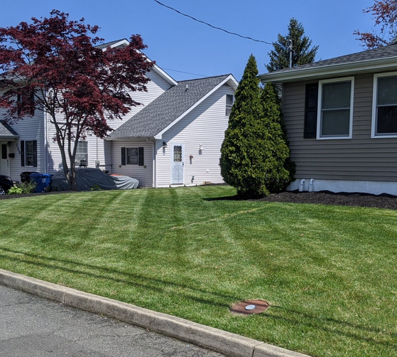 Freshly Mowed Residential Lawn with Trees and Houses