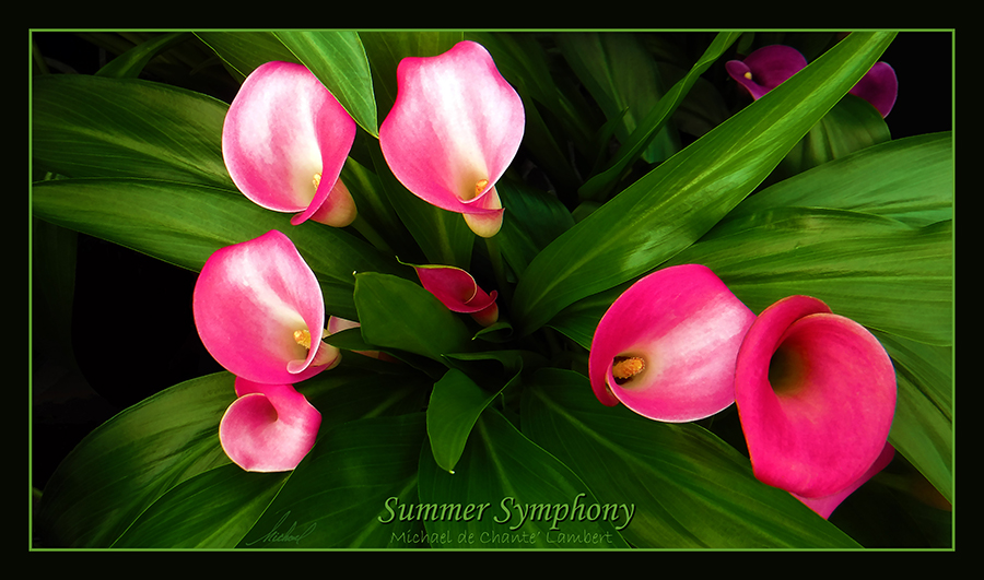 Floral Photography (27x16)
Chico, California
<< Summer Symphony >> 