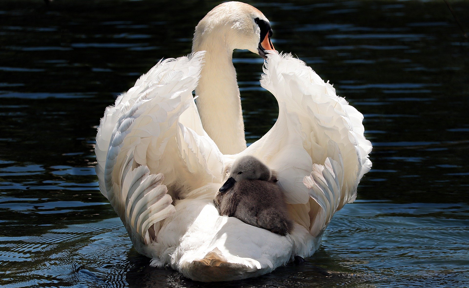 https://0901.nccdn.net/4_2/000/000/038/2d3/swan-2350668_1920.jpg