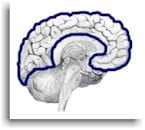 Neocortex of the brain
