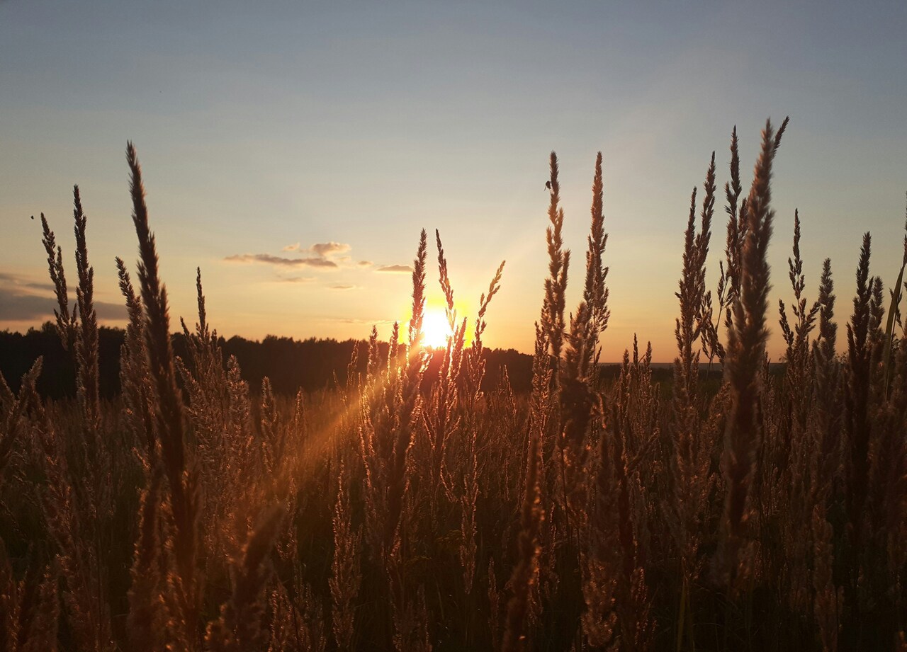 Silhouette of tall grass against a sunset sky with sun rays shining through. Silhouette of tall grass against a sunset sky with sun rays shining through.