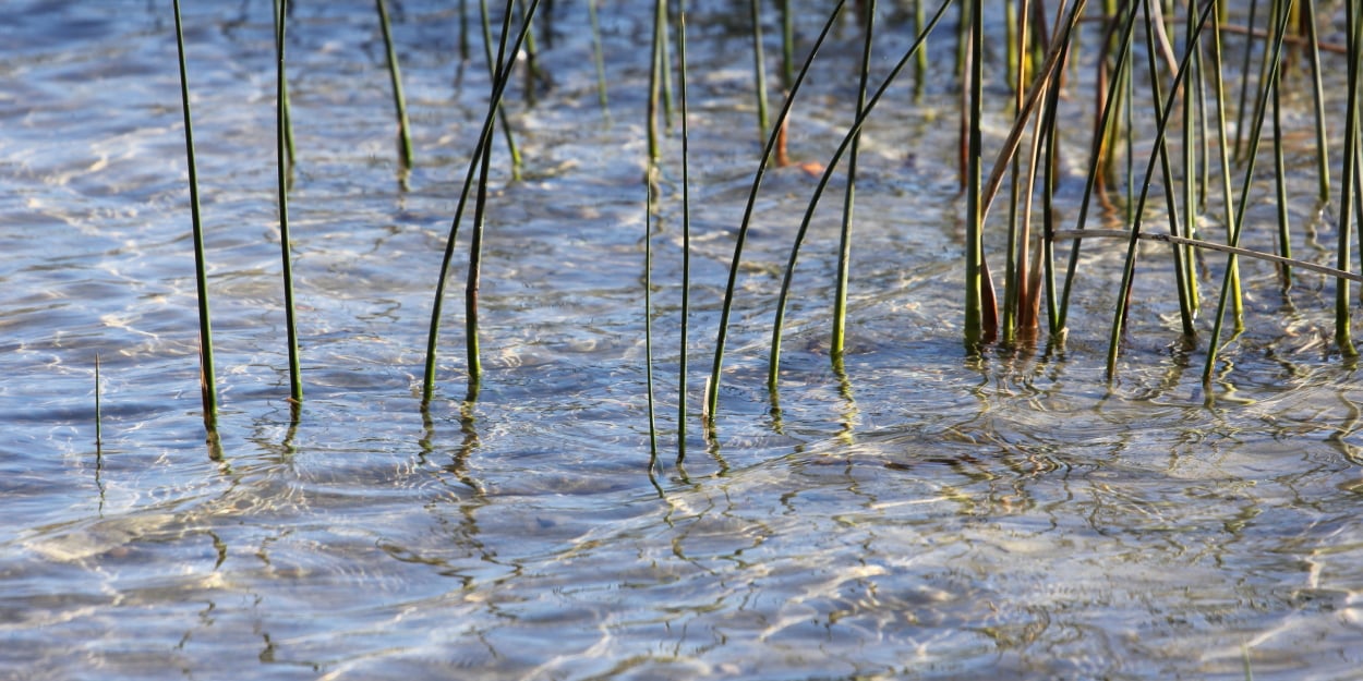 "Wayward Reeds"
Limited Edition Print