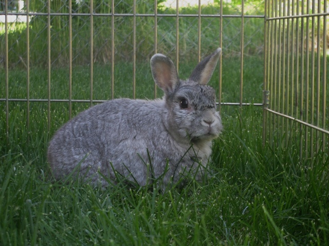 rabbit outside