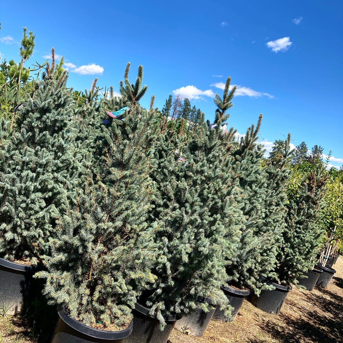 Conifers in all shapes and sizes