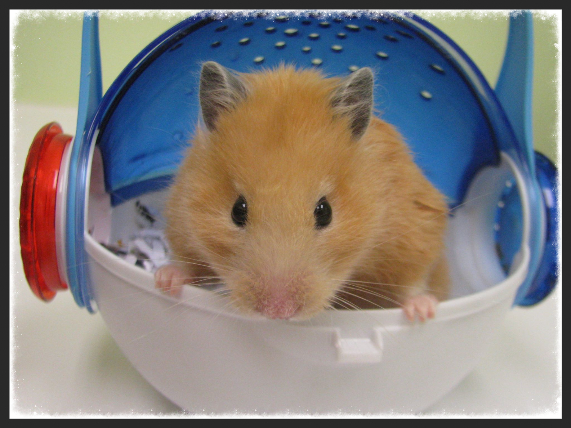 Calgary Avian & Exotic Pet Clinic Hamster Care