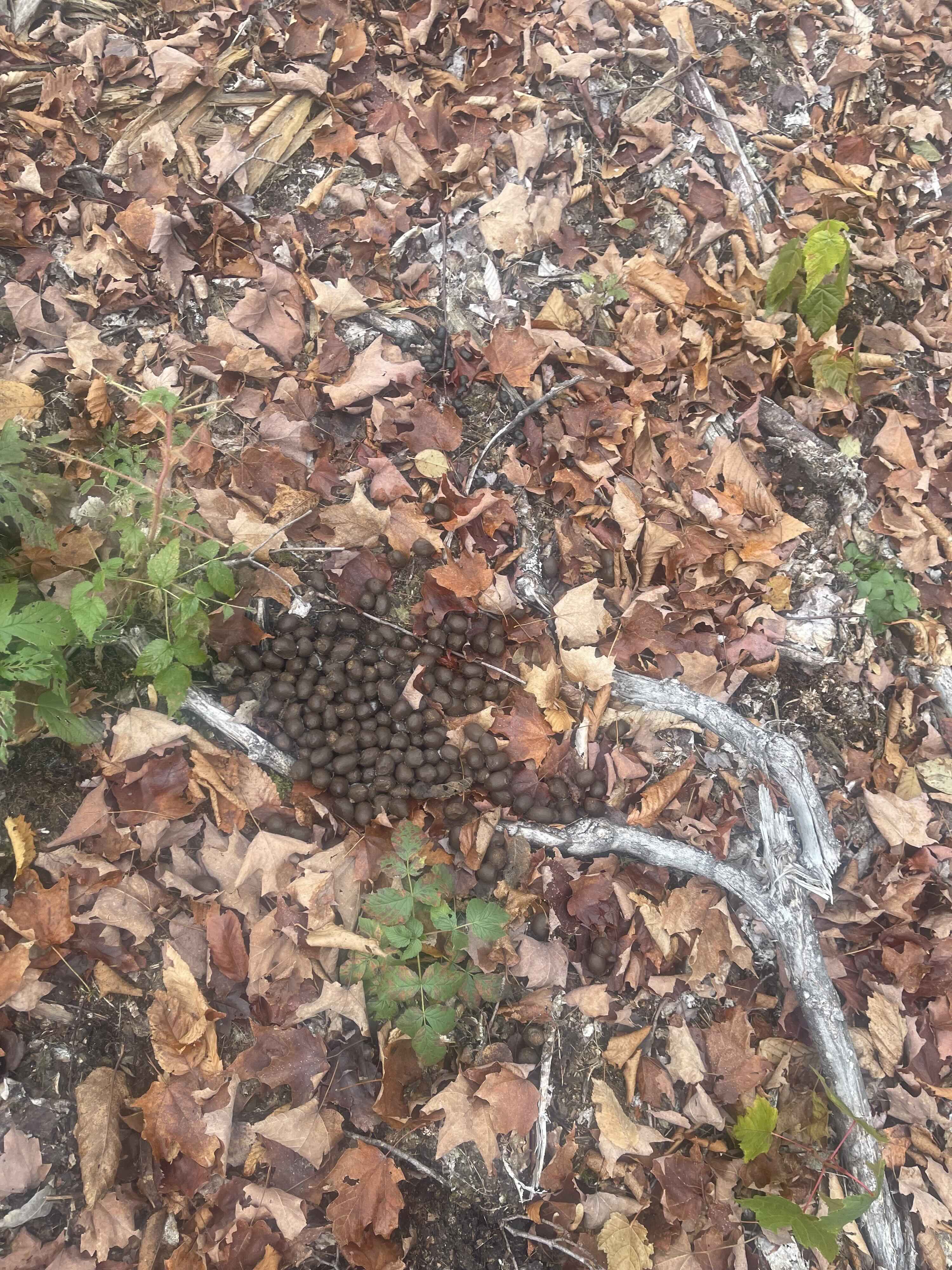 https://0901.nccdn.net/4_2/000/000/03f/ac7/2025-guided-moose-hunting-ontario-mineral-sign-copy.jpg