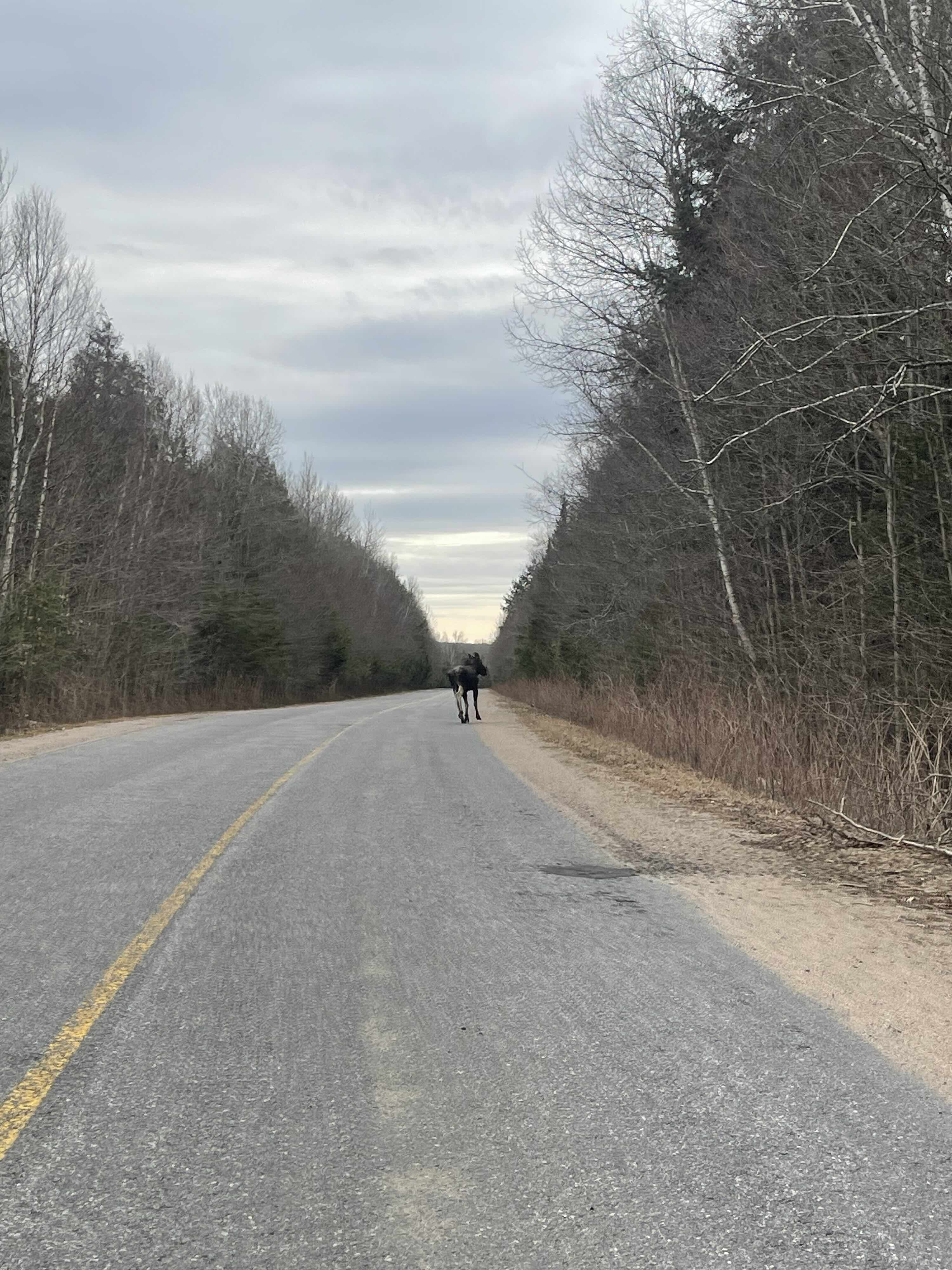 https://0901.nccdn.net/4_2/000/000/03f/ac7/2025-guided-moose-hunting-ontario-road-copy.jpg