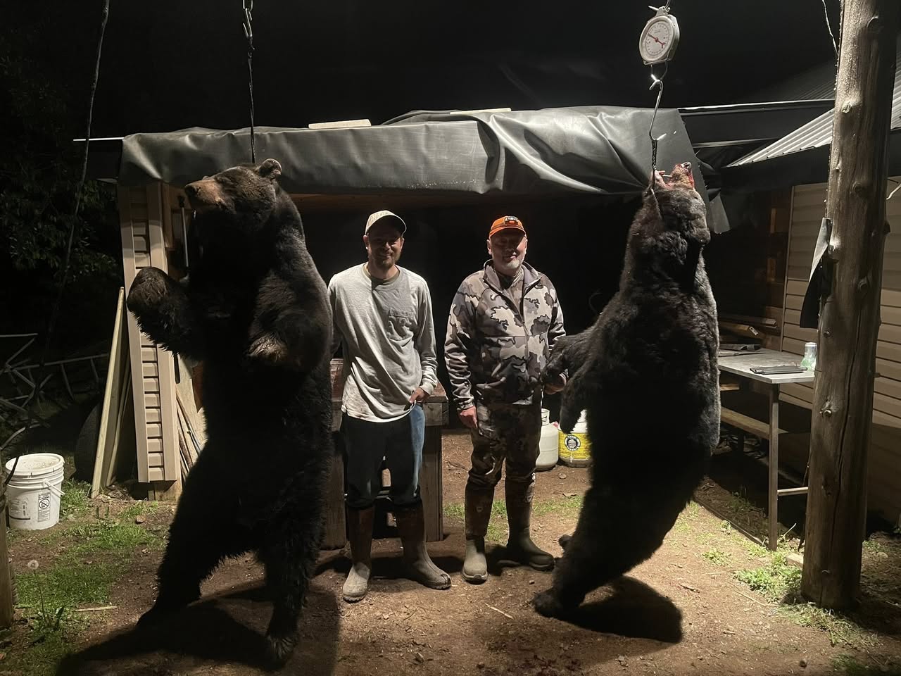 https://0901.nccdn.net/4_2/000/000/03f/ac7/2025-spring-black-bear-hunt-guided-2-bear--mature-black-bear-mad.jpg