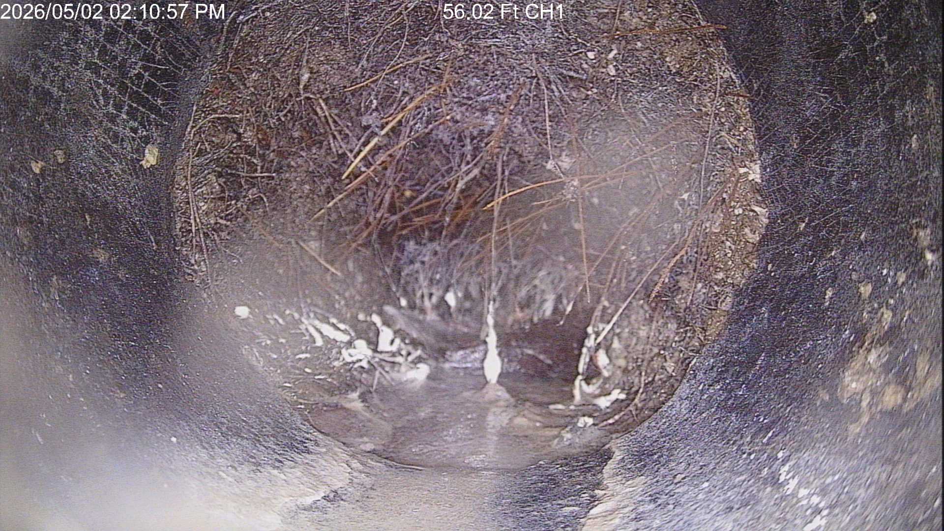 Root blockage
