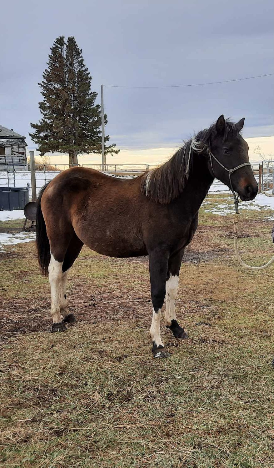 ELIZA - 2022 paint filly