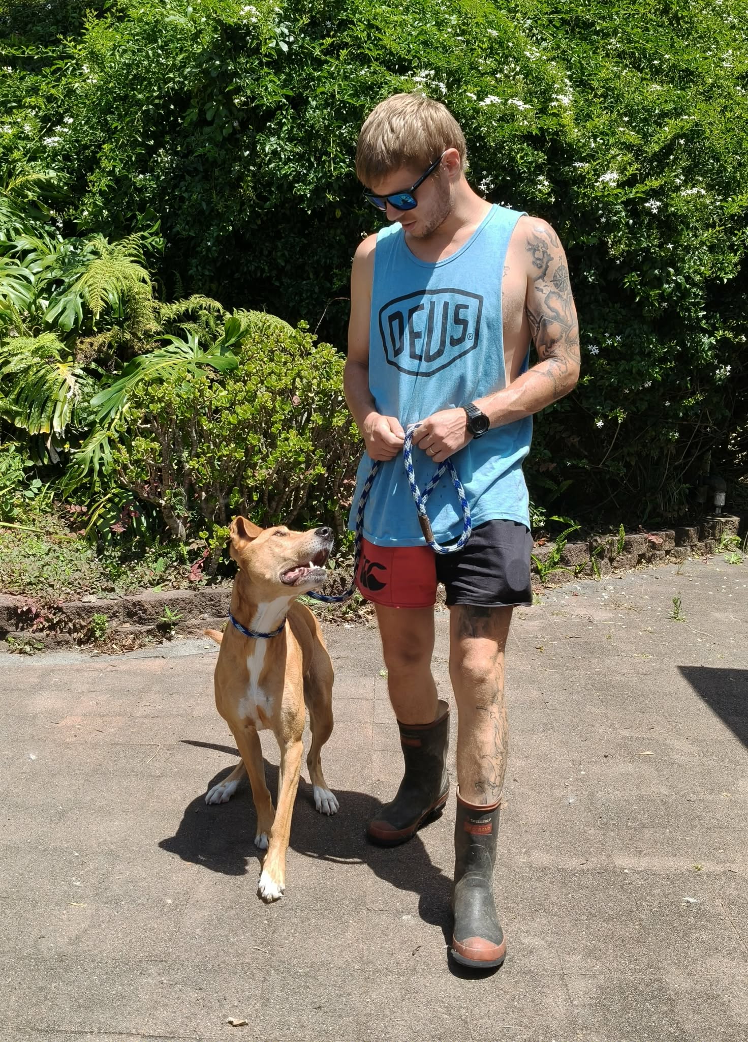 Close-up of an Australian Shepherd dog with a tricolor coat, lying on grass in a park. Close-up of an Australian Shepherd dog with a tricolor coat, lying on grass in a park.