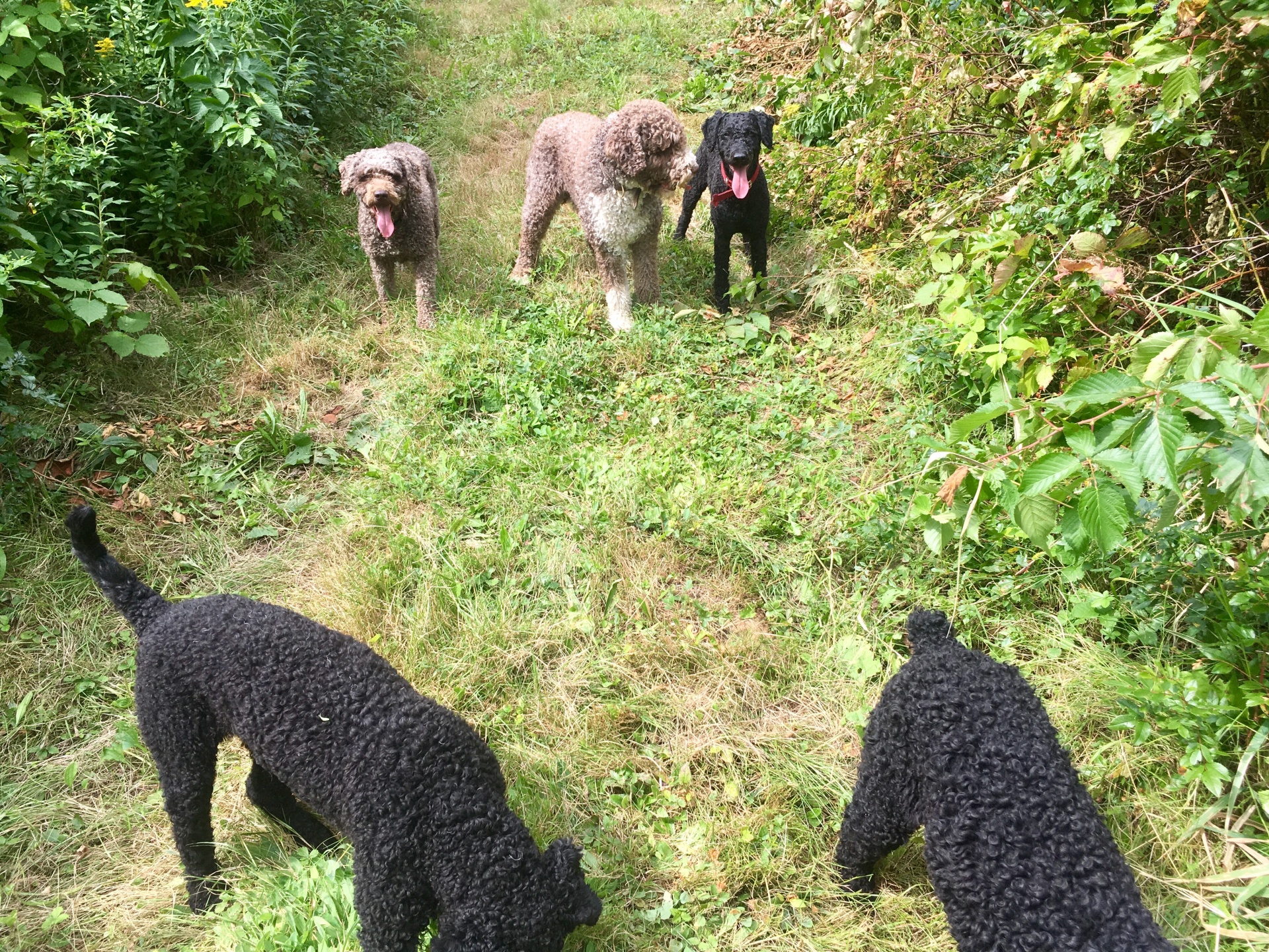Fundy Bay Spanish Water Dogs Photos