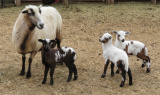 Hazel
ewe$350(sold), ram$300, ram $350