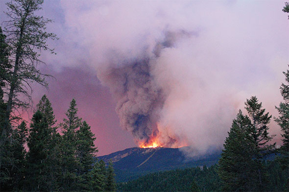 a bird sitting on top of a tree branch