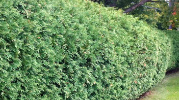 A green bush