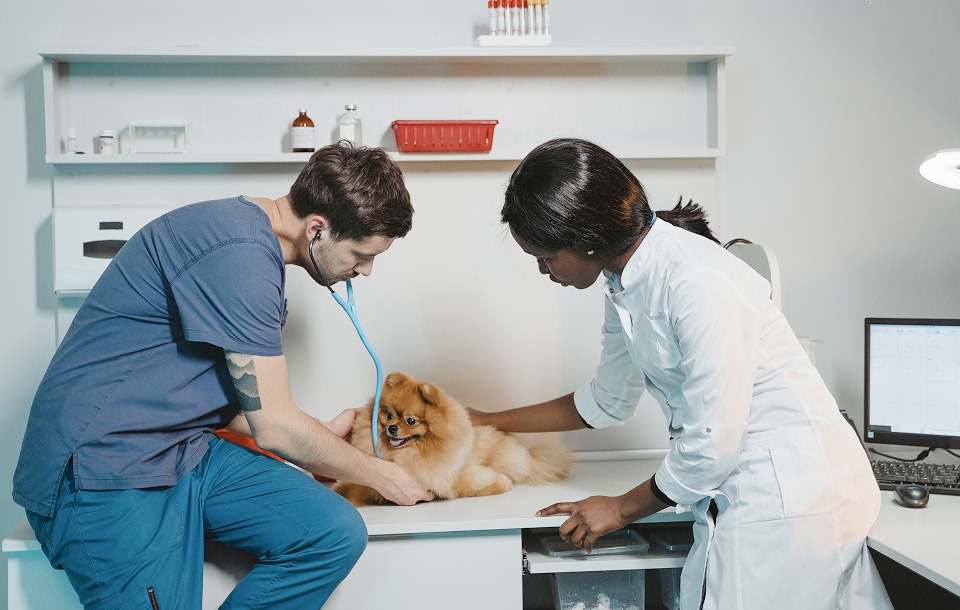 a veterinarian and assistant performing a checkup on a dog