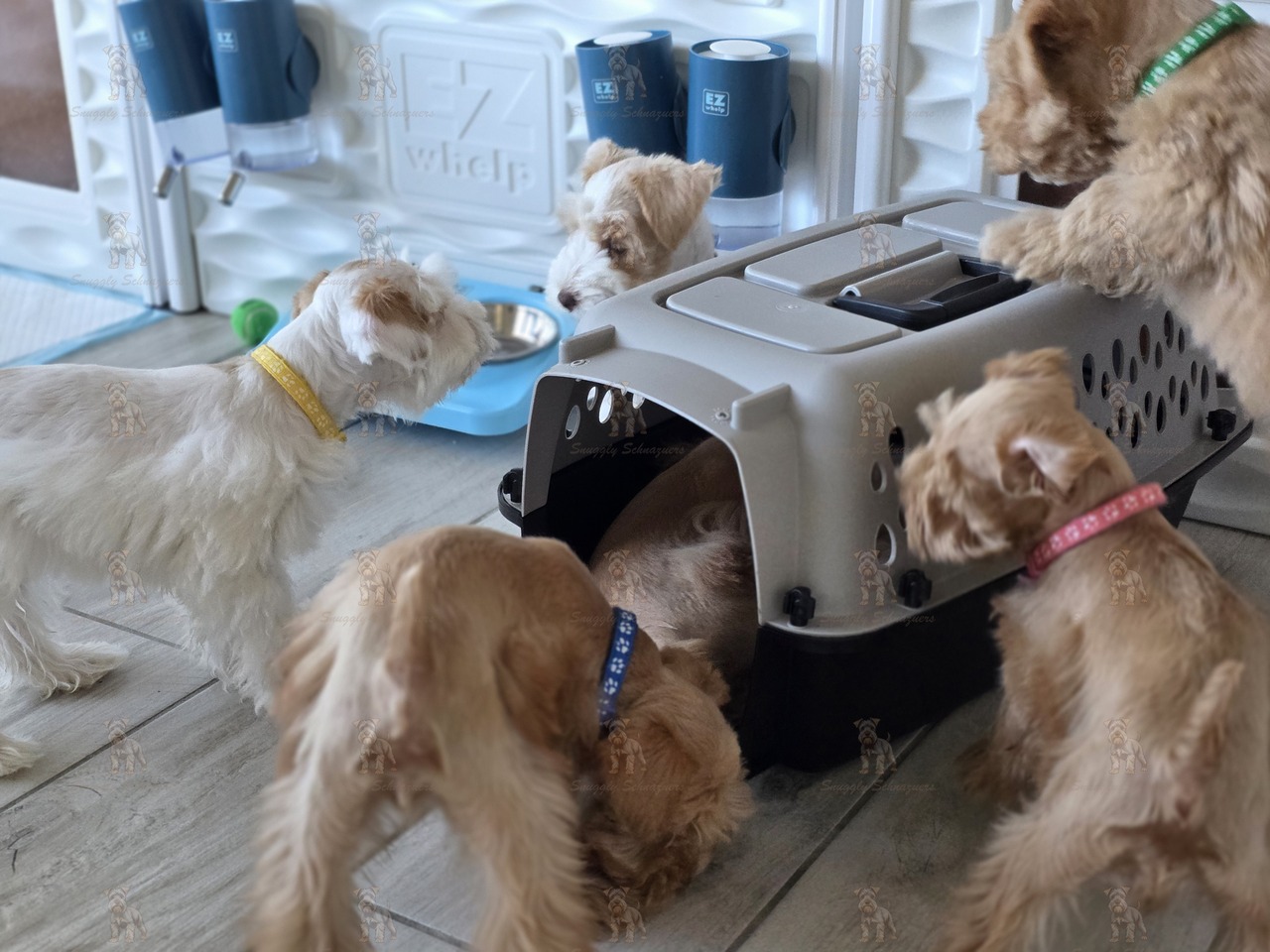 Two adorable black and tan Yorkshire Terrier puppies lying on a carpet, looking directly at the camera.
Two adorable black and tan Yorkshire Terrier puppies lying on a carpet, looking directly at the camera.