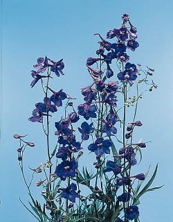 https://0901.nccdn.net/4_2/000/000/03f/ac7/delphinium.jpg
