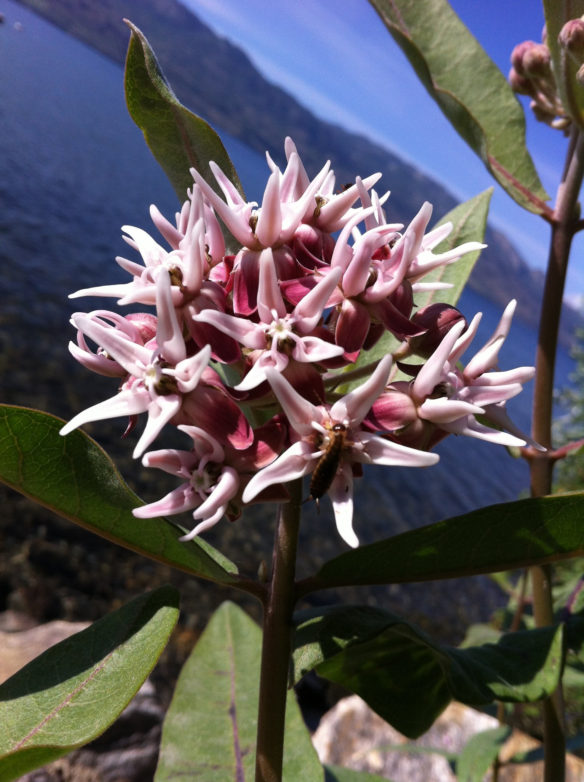 Milkweed attracts Monarch butterflies