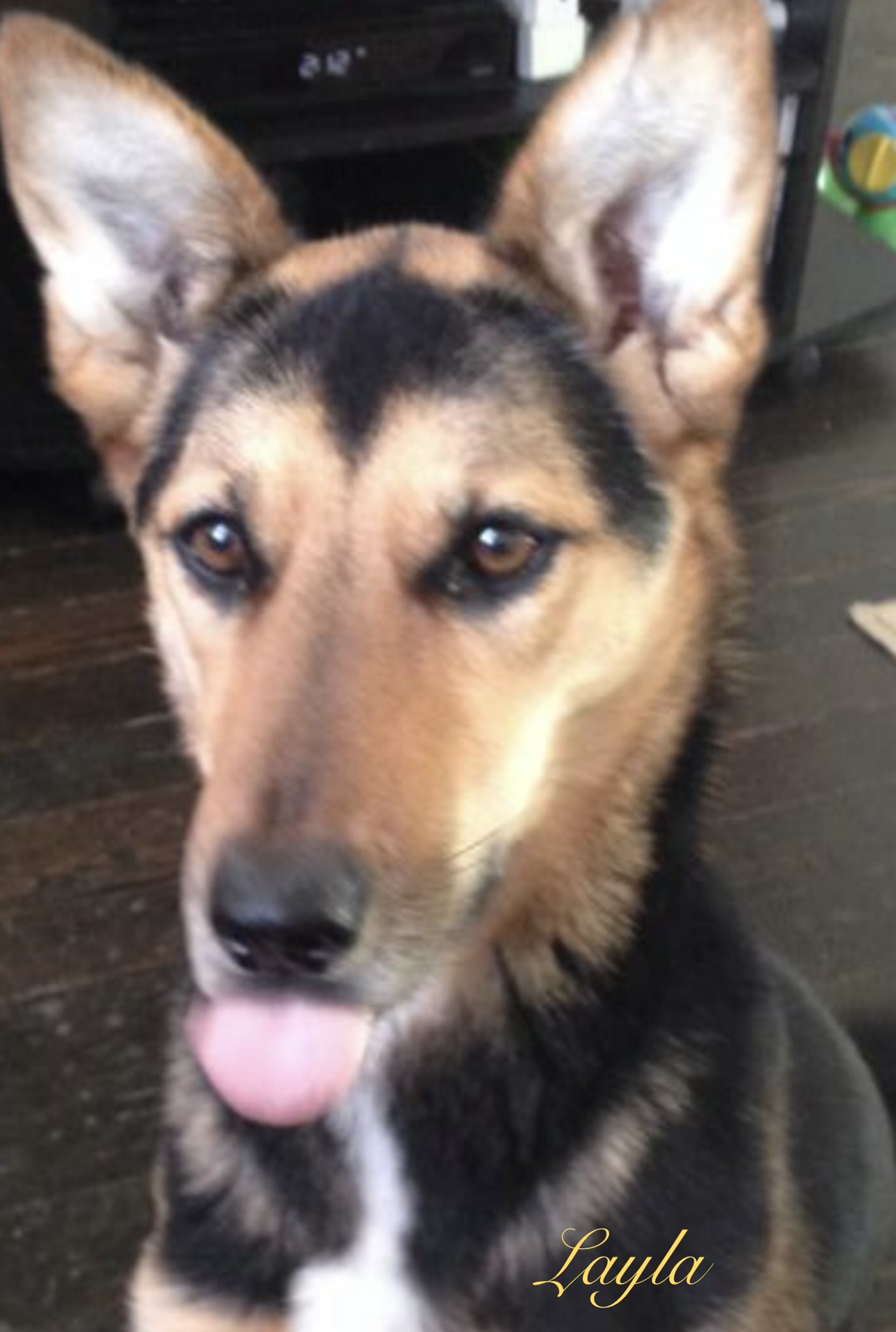 Layla sticking her tongue out at you LOL