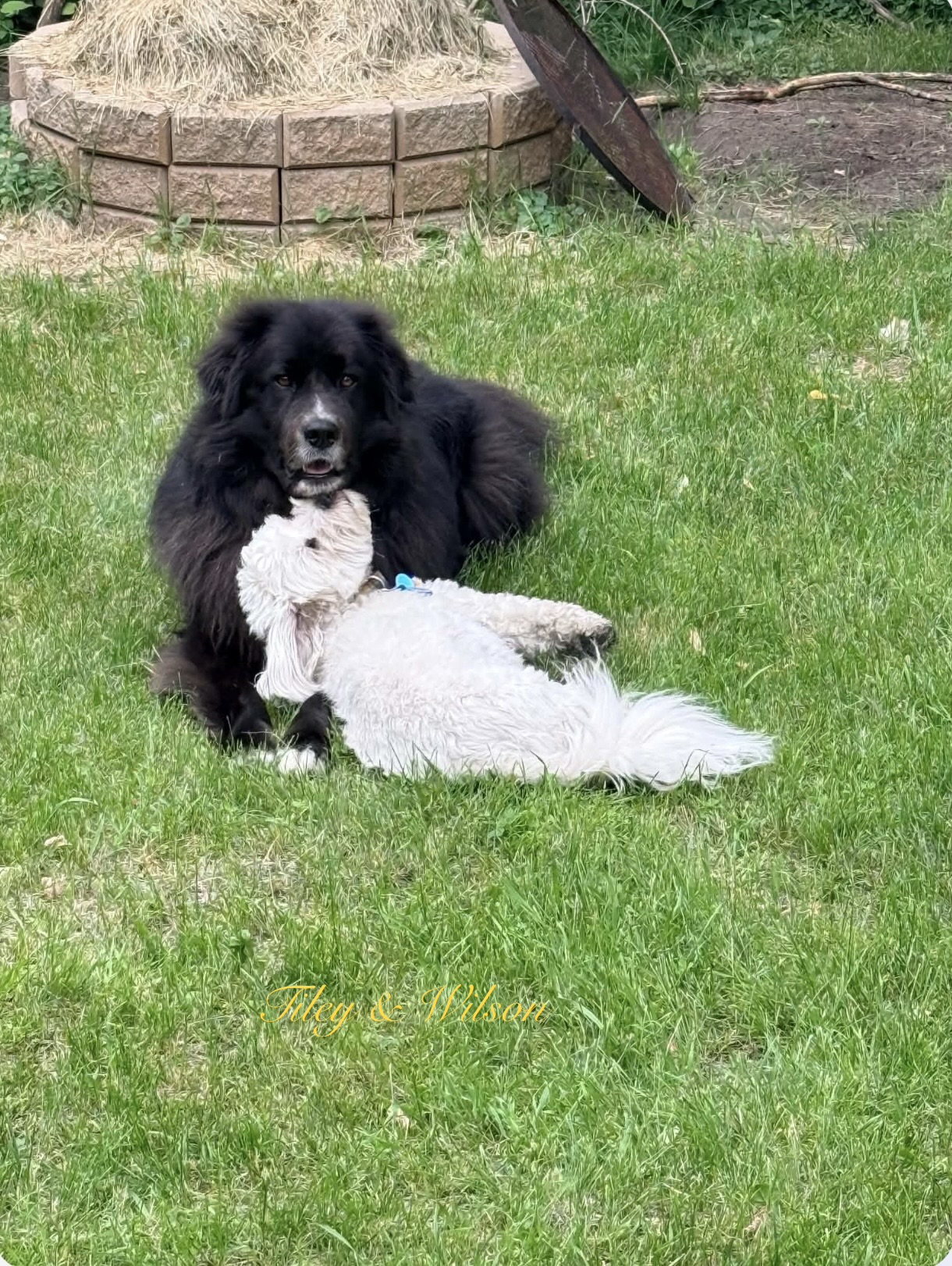 Tiley(L) Wilson(R)