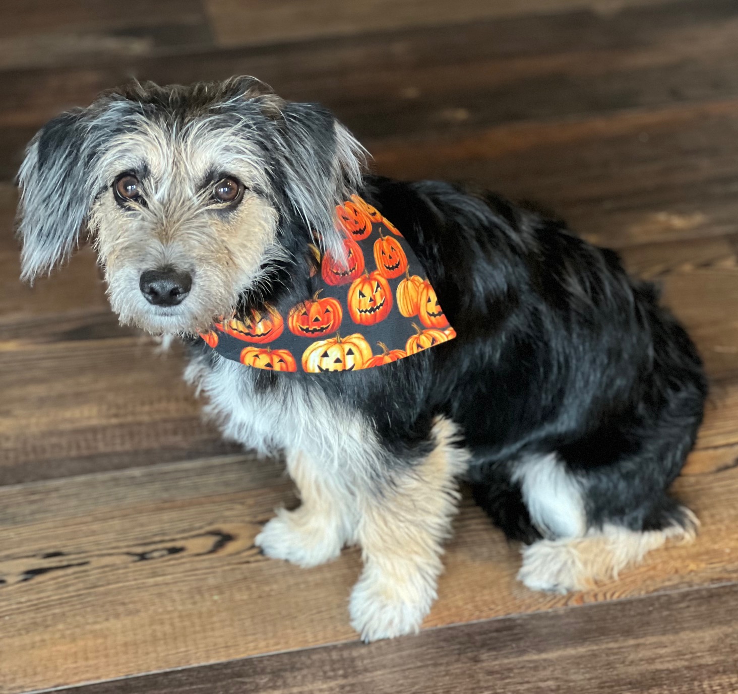 Jack-O-Lantern Bandana