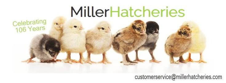 https://0901.nccdn.net/4_2/000/000/03f/ac7/miller-hatcheries.jpg