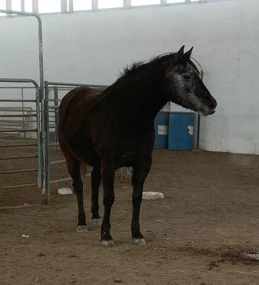 JAVA - May 30/24. She had cancer and we knew it was only a matter of time before it got out of control. She developed a lot of pain, so we did what was best for her.