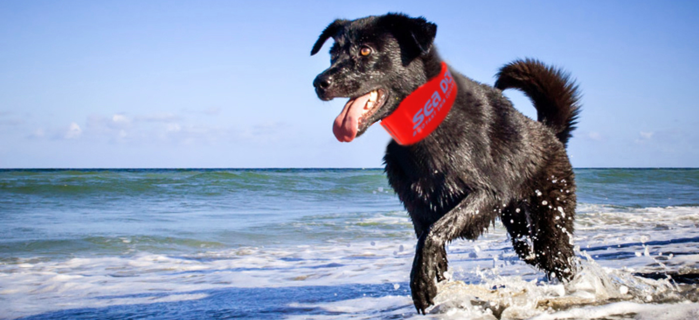 flotation collar for dogs