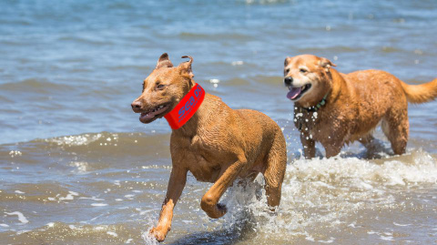 flotation collar for dogs