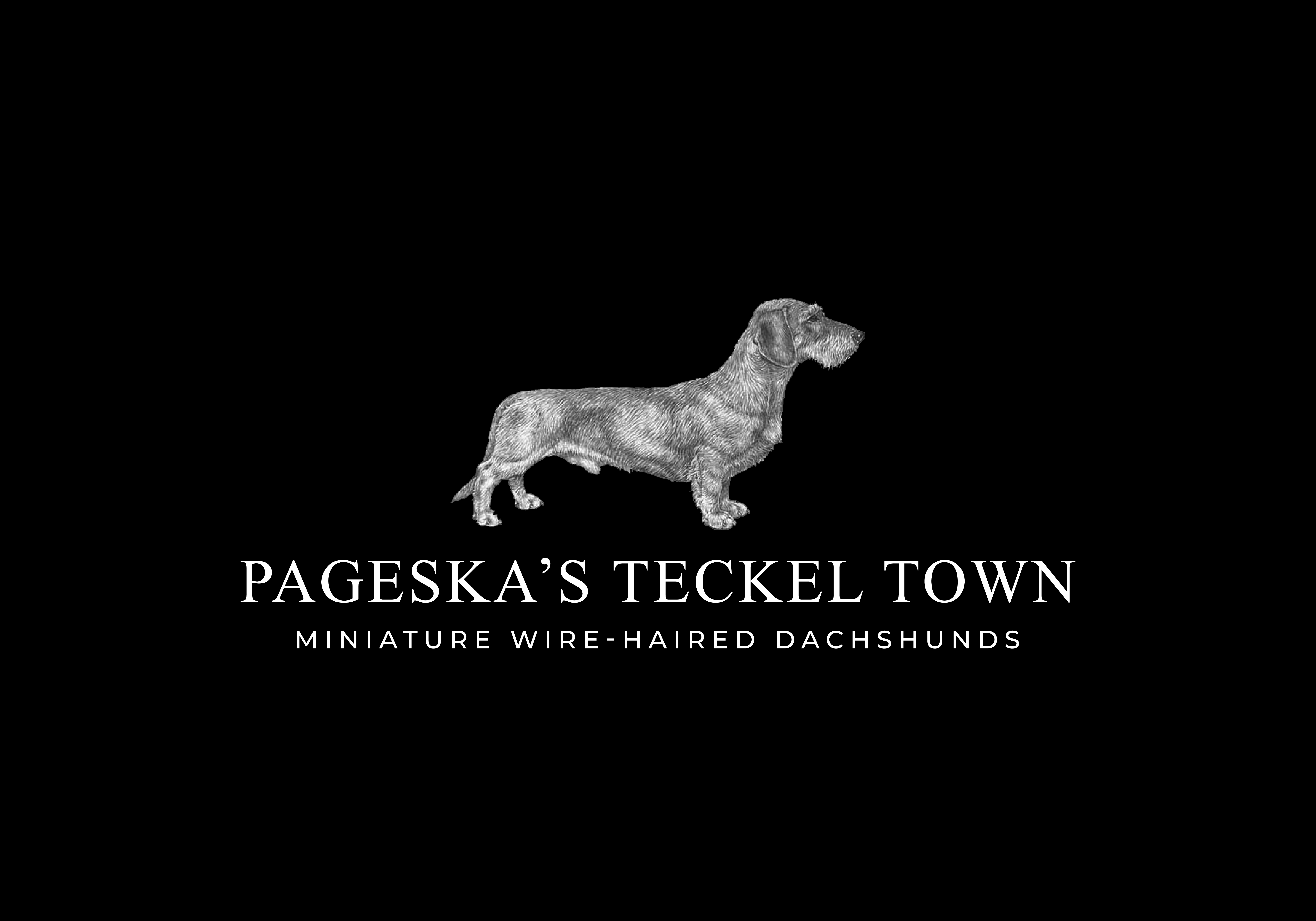https://0901.nccdn.net/4_2/000/000/03f/ac7/teckel-long-grey-with-black-background.jpg