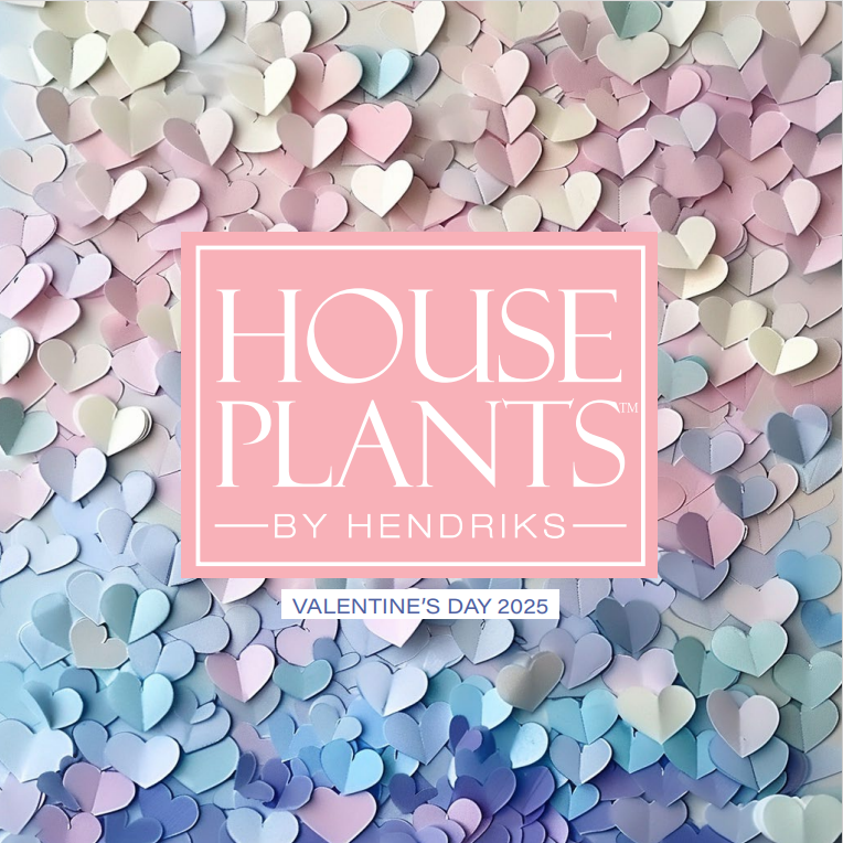 House Plants by Hendriks Valentines 2025 Catalog Cover