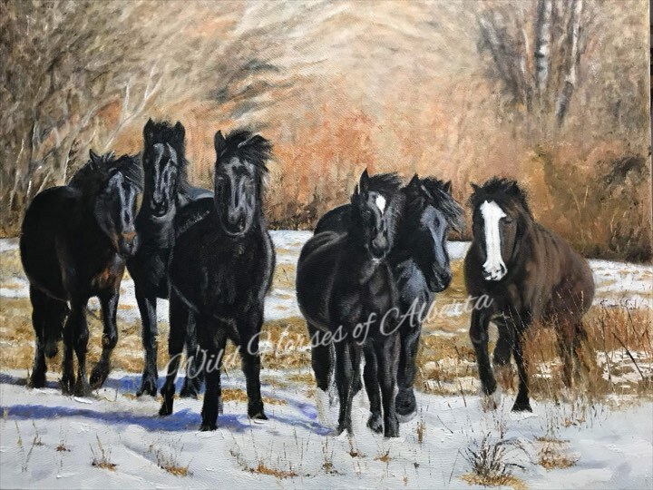 "Wild Horses Of Alberta"