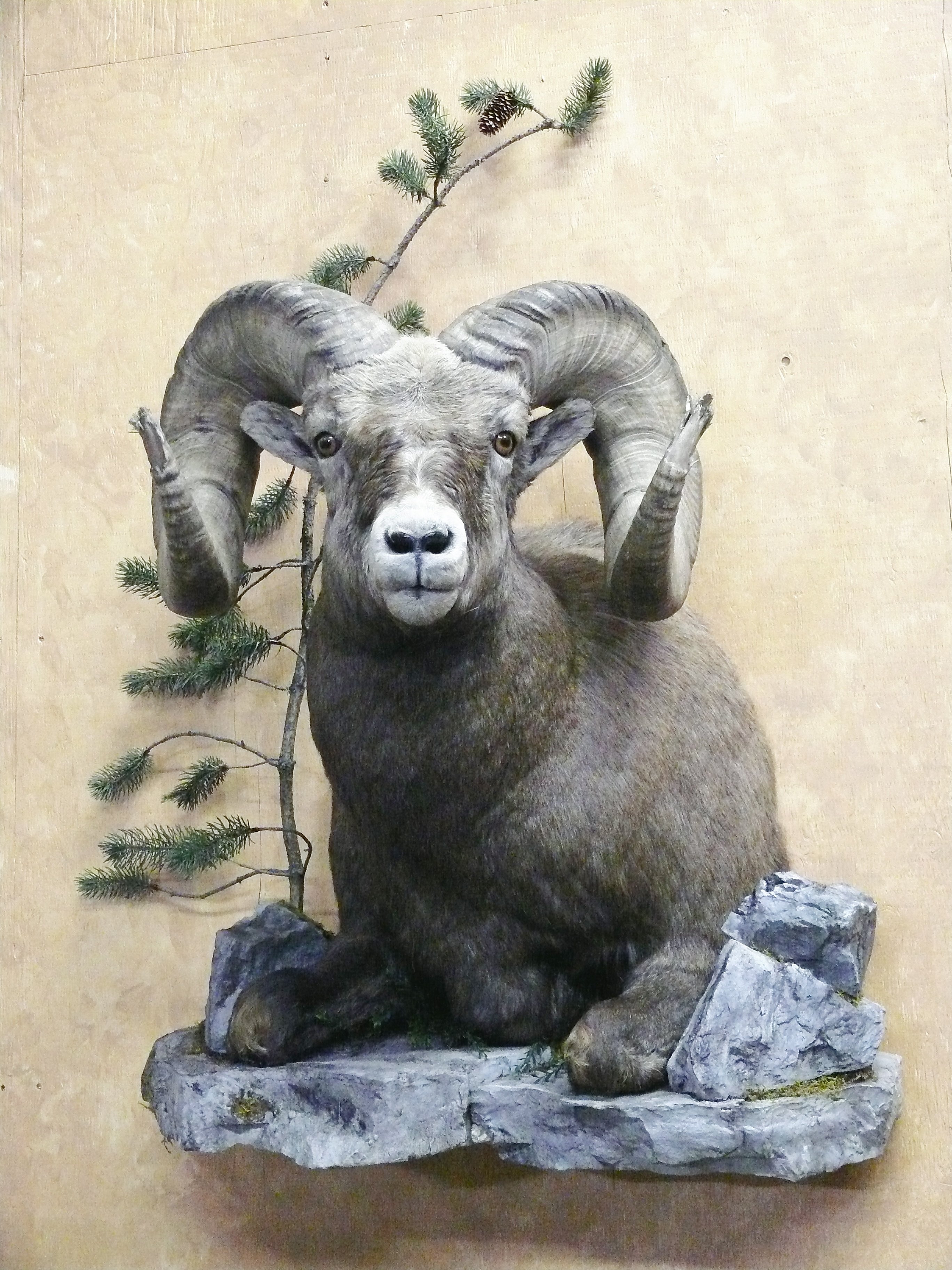 Long Horn Sheep Life Size Animal
