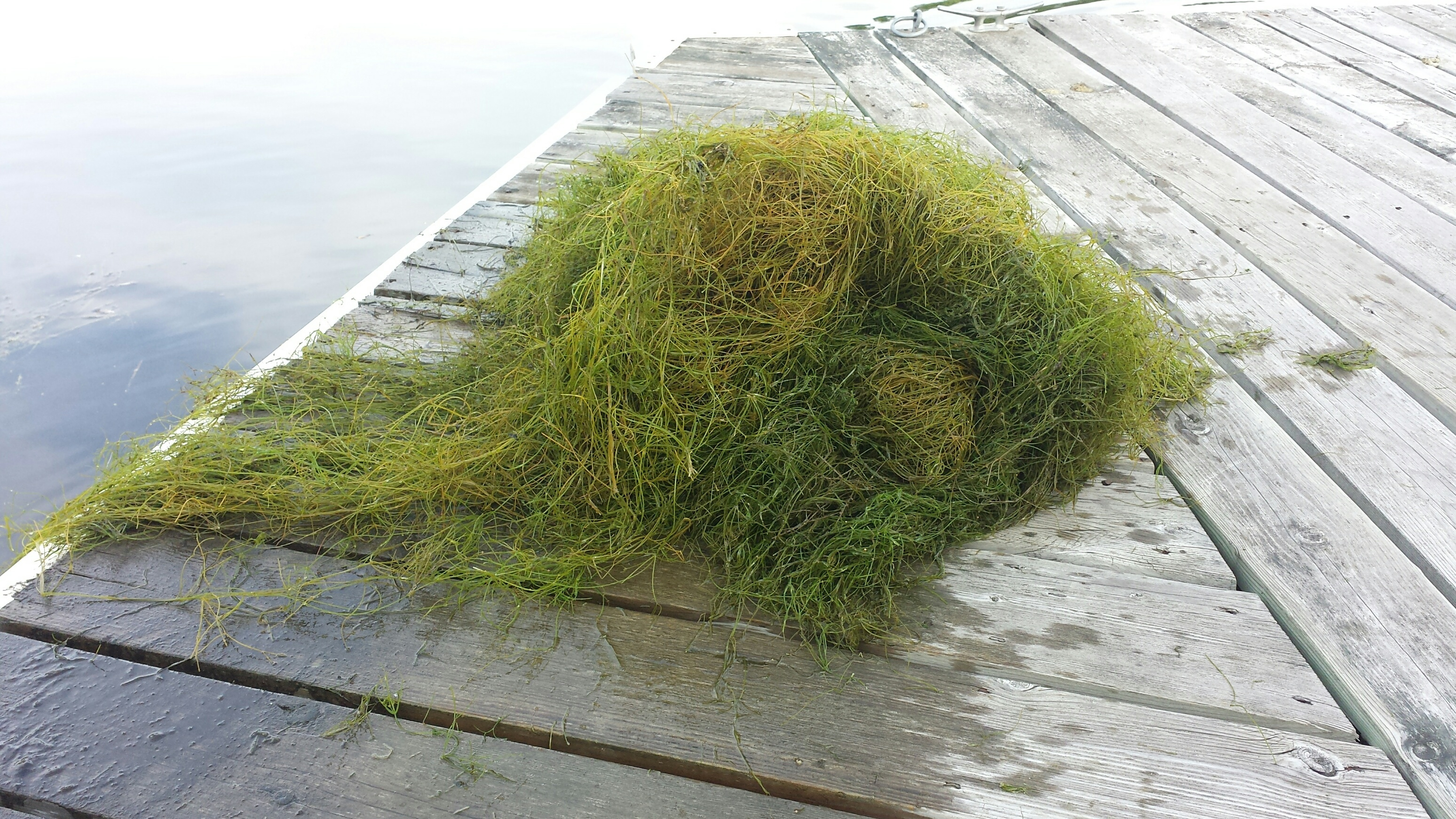 Starry-stonewort-bulbi.jpg