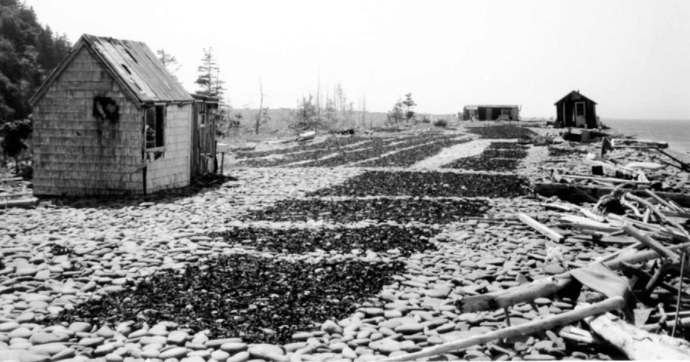 Dulse spread out to dry by Donnie Ritchie at Indian Beach, c. 1970.