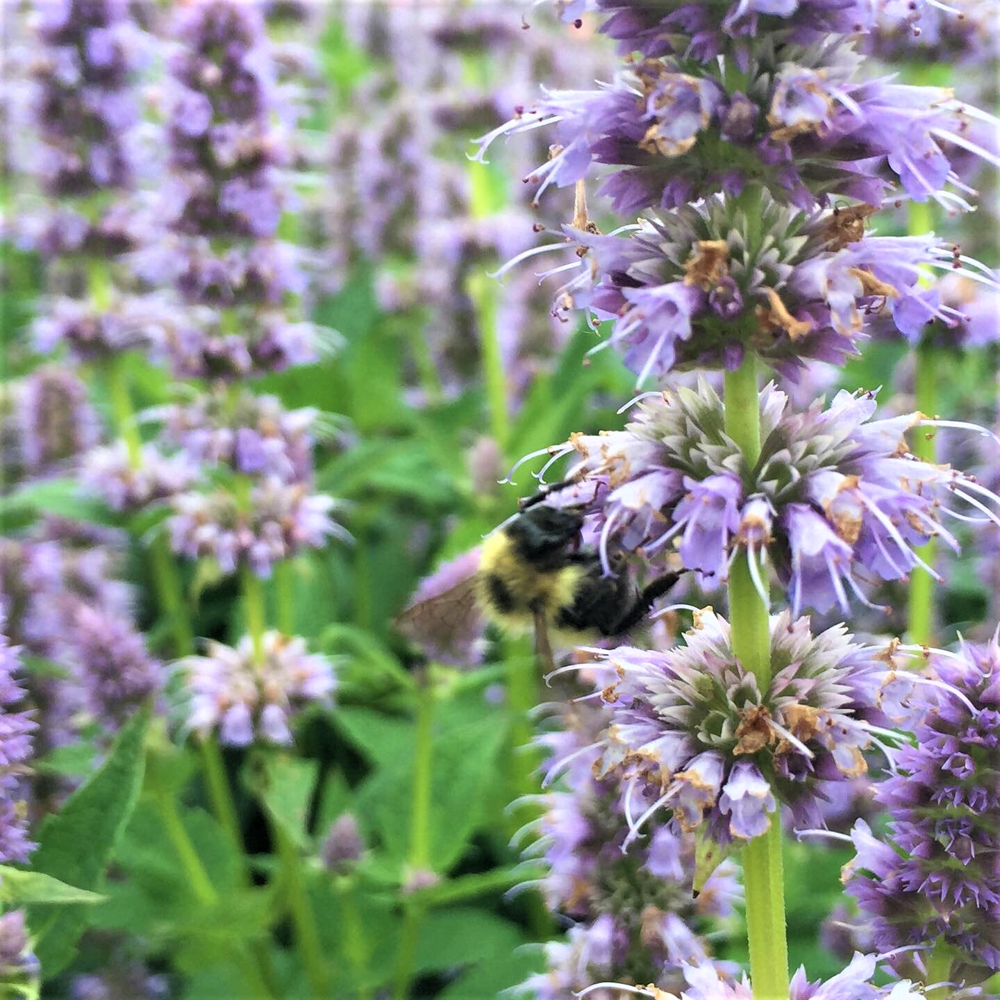 The 20 Best Lilac Varieties to Grow in Your Yard - Bob Vila