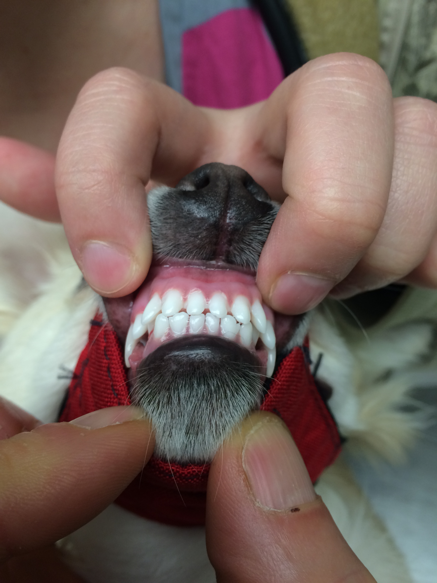 Retained baby teeth lead to narrow canine teeth. Note upper incisors pushed out as well.