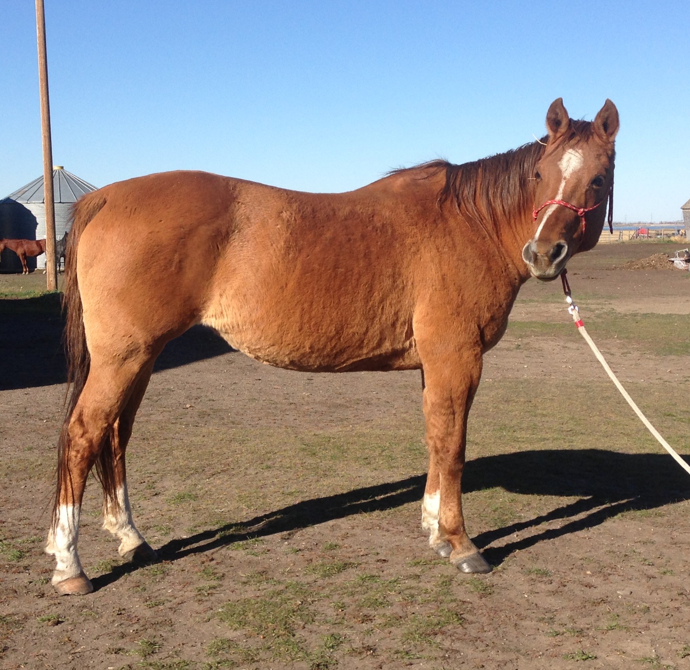 SAVANNA - Oct 14/16. She developed laminitis and the vet determined she also had internal problems that couldn't be cured. She was a sweet horse who had a rough life before coming to us.