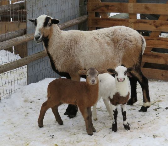 Big Rock Dotty ewe & ram lamb 
love that guys smile.....