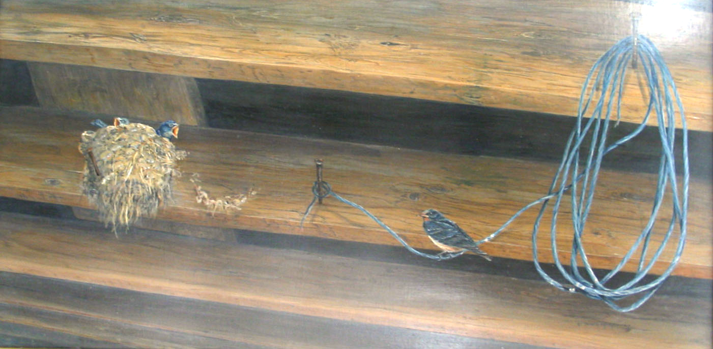 Barn Swallows