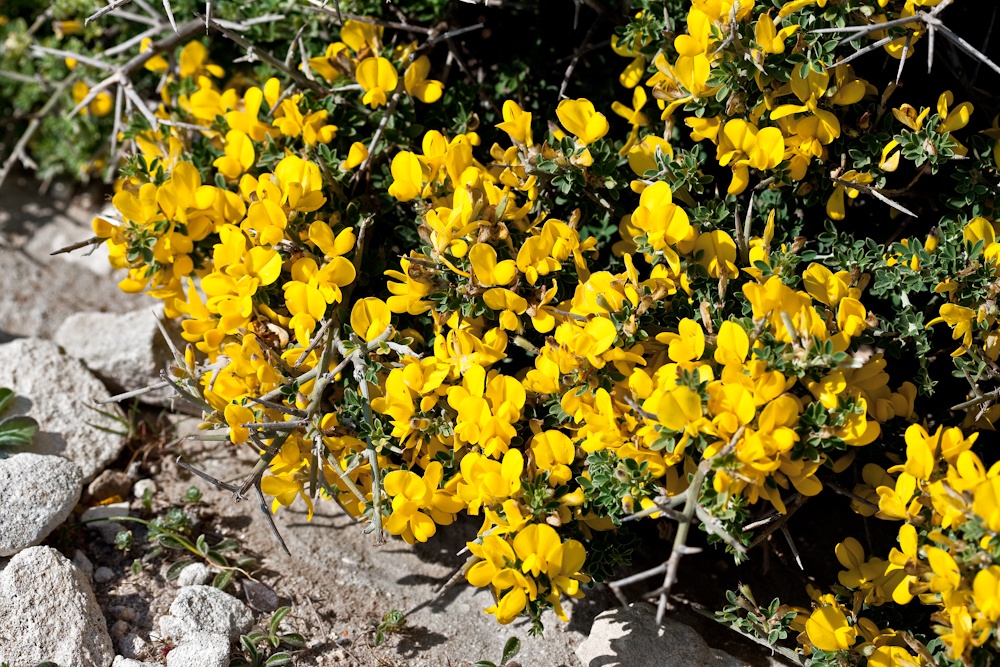 Arbuste commun qui 
tapisse de jaune le 
paysage de la Corse 
du sud - Avril 2010