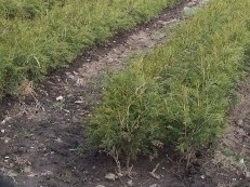 White Cedar Seedlings